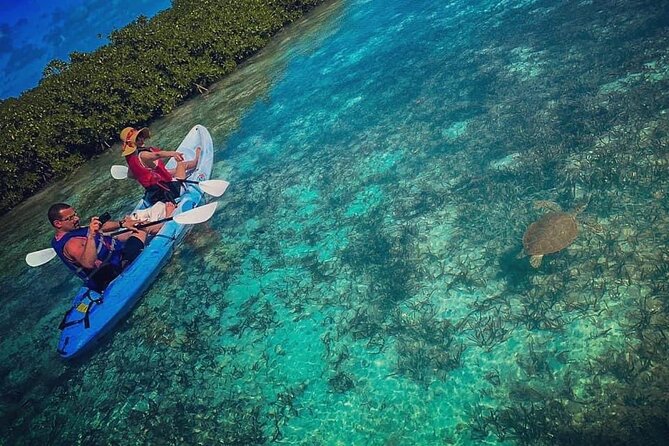 Mangrove & iguana Tour - Key points to know before you book