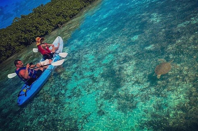 Mangrove & iguana Tour - Mangrove Cay and Iguana Island in one outing