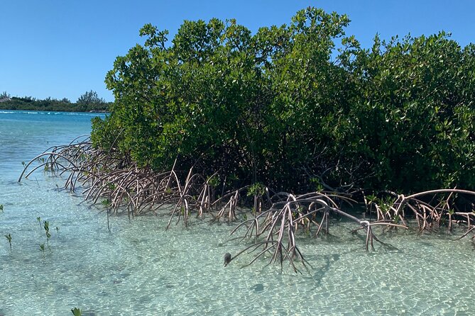 Mangroves Kayak Tour - The guide makes the difference