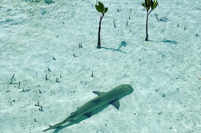 Mangroves Stand-Up Paddleboard Tour - Why the mangroves make a better paddle than open water