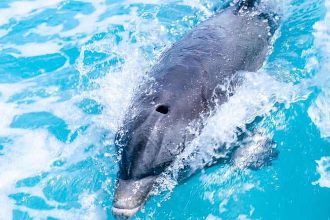 Private Boat Tours to outer islands, snacks drinks- snorkel- cruise! - Sandbars, shipwrecks, beaches, and canals