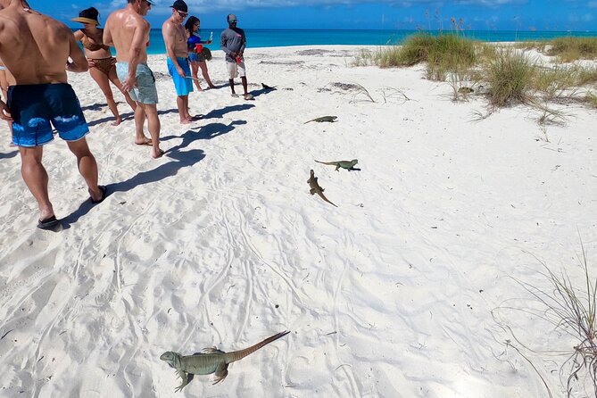Private Reef, Beach and Sandbar Tour from Providenciales - Half Moon Bay and the iguana islands