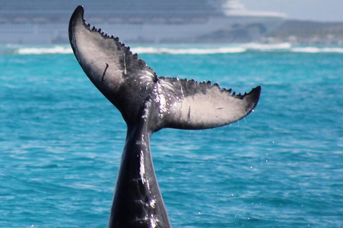 Private Whale Watching Charter (Grand Turk) - Why this whale trip feels different