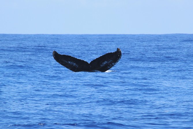 Private Whale Watching Charter (Grand Turk) - Searching for humpback whales