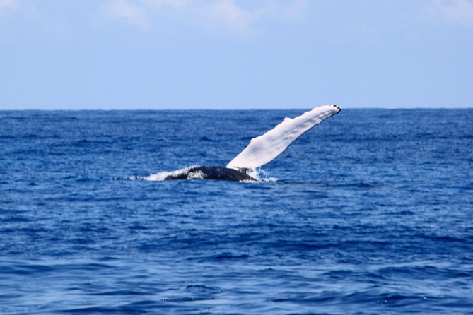 Private Whale Watching Charter (Grand Turk) - The possible in-water whale encounter