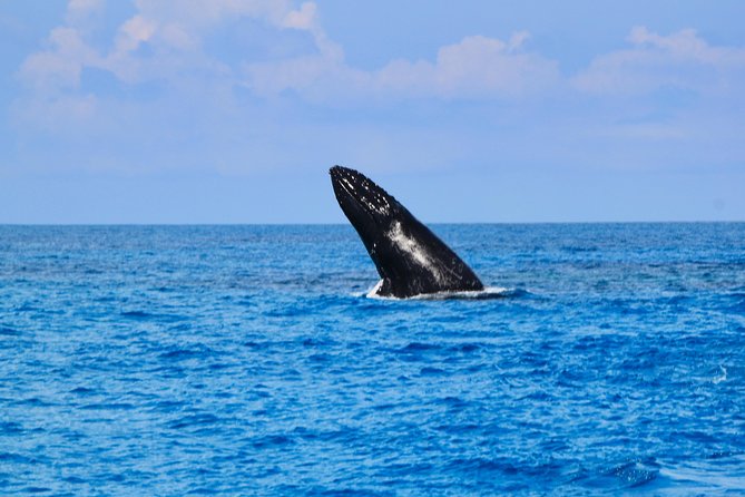 Private Whale Watching Charter (Grand Turk) - Snacks, water, and snorkeling gear