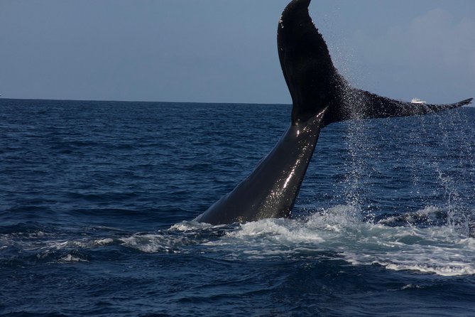 Private Whale Watching Charter (Grand Turk) - Is $1,000 per person a fair price?