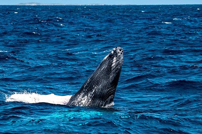 Private Whale Watching Charter (Grand Turk) - Grand Turk location matters