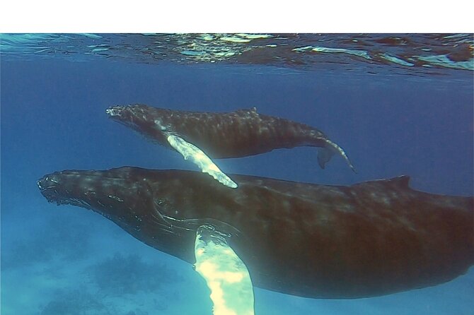 Private Whale Watching Charter (Grand Turk) - Who will enjoy this private charter?