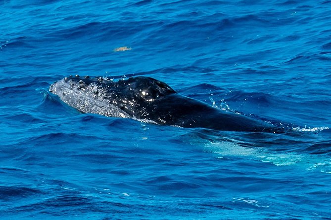 Private Whale Watching Charter (Grand Turk) - From airport pickup to open water