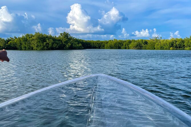 Sip & Sea Mangrove Glass Boat Tour Grand Turk Island - Wildlife sightings depend on timing and luck