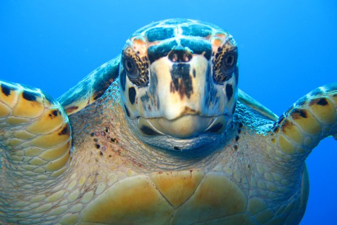 Snorkel Eco Tour - Three reef stops along the north shore