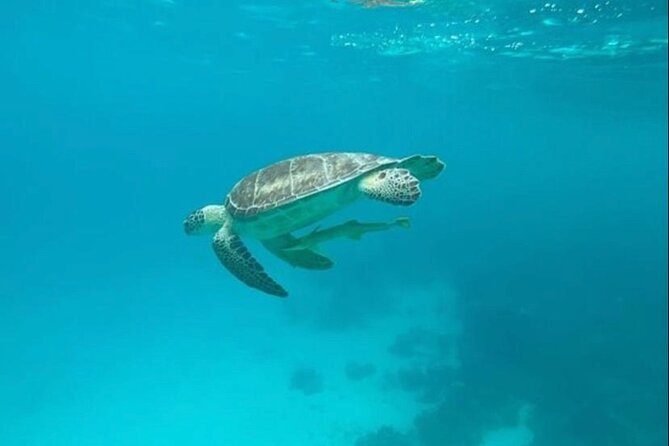 Snorkeling with Sea Scooters and Sea Adventure - Offshore - Following the reef with less effort