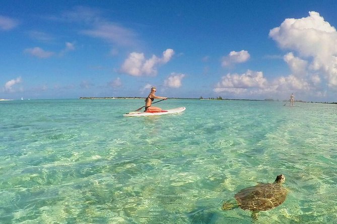 Turtle Eco Tour on Stand-Up Paddleboards or Kayaks into the National Marine Park - Key things to know before you book