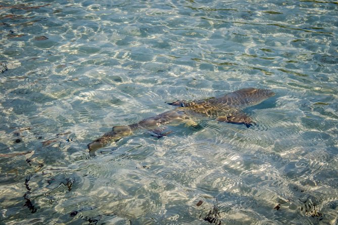 Turtle Eco Tour on Stand-Up Paddleboards or Kayaks into the National Marine Park - Following the mangrove channels