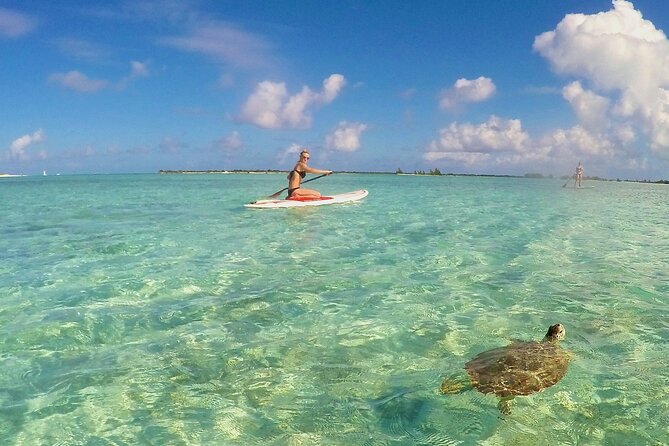 Turtle Eco Tour on Stand-Up Paddleboards or Kayaks into the National Marine Park - What the guides add to the outing