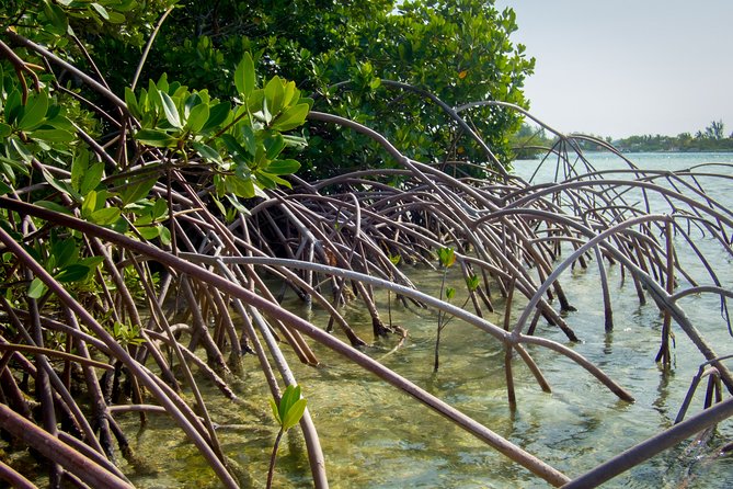 Turtle Eco Tour on Stand-Up Paddleboards or Kayaks into the National Marine Park - How much value do you get for $156.80?