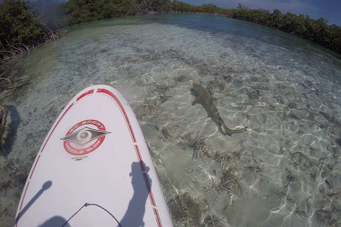 Turtle Eco Tour on Stand-Up Paddleboards or Kayaks into the National Marine Park - Who will enjoy this most?