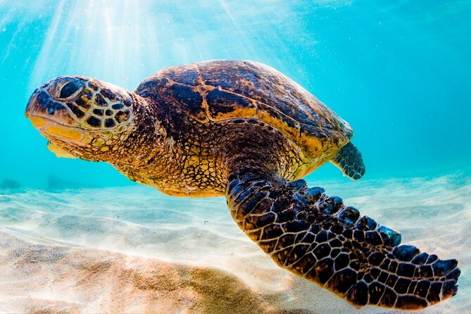 Turtle Eco Tour on Stand-Up Paddleboards or Kayaks into the National Marine Park - The short lesson makes the SUP option approachable